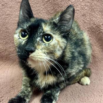 Melanie -  Domestic Short Hair Cat for Adoption in Saint Joseph, Missouri - Melanie | PetCurious