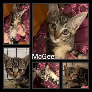 Rescue Domestic Short Hair Cats for Adoption in Washougal, Washington - McGee | PetCurious