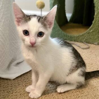Domestic Short Hair Cats Available for Adoption in Peachtree City, Georgia - Shaggy | PetCurious