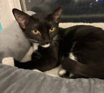 Petunia Pig -  Domestic Short Hair Cat for Adoption in Chandler, Arizona - Petunia Pig | PetCurious
