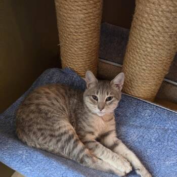 Lily Pad -  Dilute Tortoiseshell Cat for Adoption in Berkeley Heights, New Jersey - Lily Pad | PetCurious