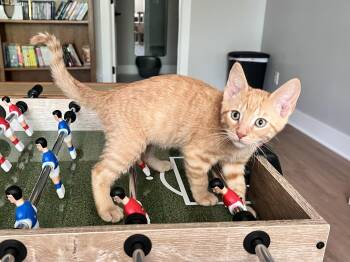 Checkers -  Tabby and Domestic Short Hair Cat for Adoption in Chattanooga, Tennessee - Checkers | PetCurious