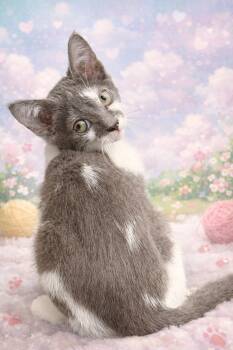 Turkish Van Cats Available for Adoption in Randolph, Alabama - Bowie | PetCurious