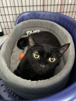 Domestic Short Hair Cats Available for Adoption in Burnaby, British Columbia - Orion | PetCurious
