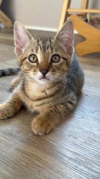 Domestic Short Hair Cats Available for Adoption in Portland, Oregon - Braze | PetCurious