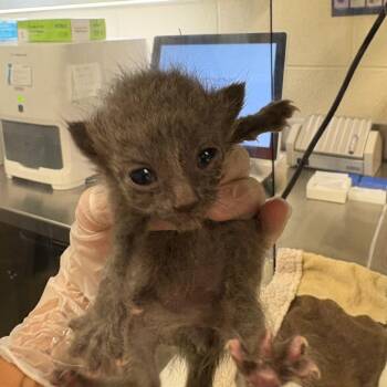 Pacific Ocean -  Domestic Short Hair Cat for Adoption in Asheville, North Carolina - Pacific Ocean | PetCurious