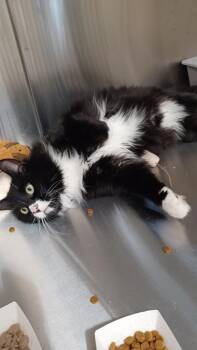 Domestic Long Hair Cats Available for Adoption in Vancouver, Washington - Vinny | PetCurious