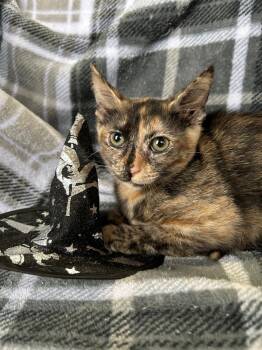 Mary -  Domestic Short Hair Cat for Adoption in Corpus Christi, Texas - Mary | PetCurious