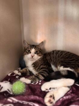 Rescue Domestic Short Hair Cats for Adoption in Pottsville, Pennsylvania - Squawk | PetCurious