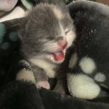 Domestic Medium Hair Cats Available for Adoption in Columbus, Georgia - Nova Skye | PetCurious