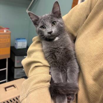 LeBron -  Domestic Short Hair Cat for Adoption in Lenexa, Kansas - LeBron | PetCurious