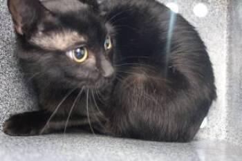 Rescue Domestic Short Hair Cats for Adoption in Weatherford, Texas - Goose | PetCurious