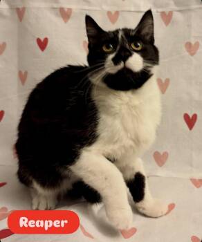 Domestic Medium Hair Cats Available for Adoption - Reaper | PetCurious