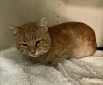 Cheese Ball -  Tabby and Domestic Short Hair Cat for Adoption in Dublin, Ohio - Cheese Ball | PetCurious
