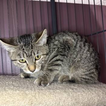 Annie -  Domestic Short Hair Cat for Adoption in Calgary, Alberta - Annie | PetCurious