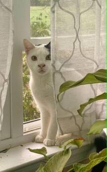 Mo -  Domestic Short Hair Cat for Adoption in Malvern, Pennsylvania - Mo | PetCurious