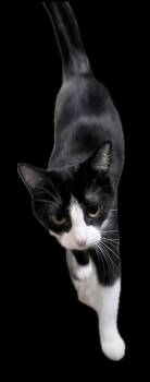 Maya -  American Shorthair Cat for Adoption in Lakeland, Florida - Maya | PetCurious