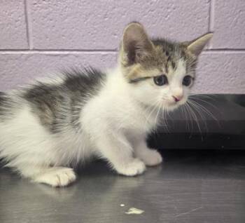 61563064 -  Domestic Short Hair Cat for Adoption in El Paso, Texas - 61563064 | PetCurious