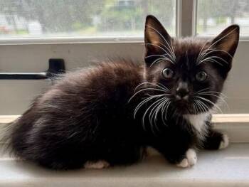 Toni -  Domestic Short Hair Cat for Adoption in Gary, Indiana - Toni | PetCurious