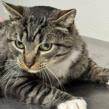 Domestic Short Hair Cats Available for Adoption - Jakey | PetCurious