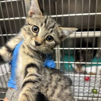 Cyclone -  Domestic Short Hair Cat for Adoption in Concord, North Carolina - Cyclone | PetCurious