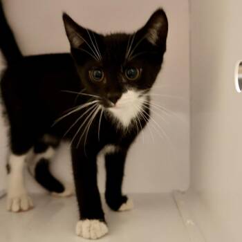 Ducky -  Domestic Short Hair Cat for Adoption in Briarcliff Manor, New York - Ducky | PetCurious