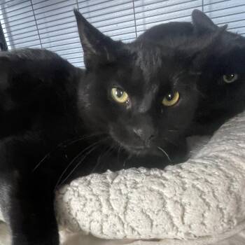 Domestic Short Hair Cats Available for Adoption in Lenexa, Kansas - Madden | PetCurious
