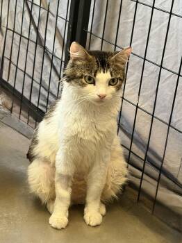 Spice -  Domestic Medium Hair Cat for Adoption in Norco, California - Spice | PetCurious