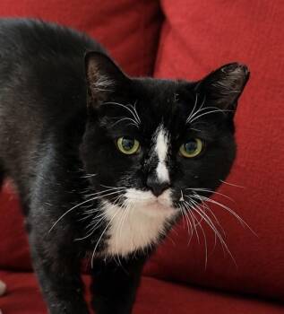 Tommy Boy -  American Shorthair Cat for Adoption in Houston, Texas - Tommy Boy | PetCurious