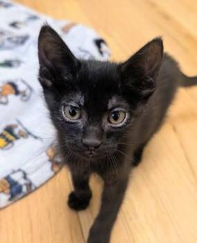 GRAPE -  Domestic Short Hair Cat for Adoption in Colorado Springs, Colorado - GRAPE | PetCurious