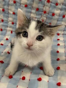 Domestic Medium Hair Cats Available for Adoption in Vacaville, California - Eastwood | PetCurious