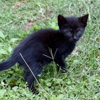 Wednesday -  Domestic Short Hair Cat for Adoption in Enterprise, Alabama - Wednesday | PetCurious