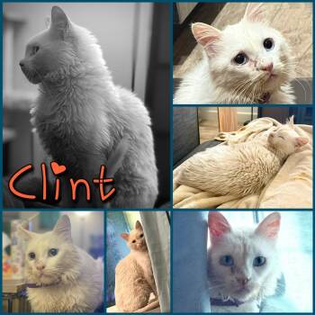 Rescue Domestic Short Hair Cats for Adoption in Hollister, California - Clint | PetCurious