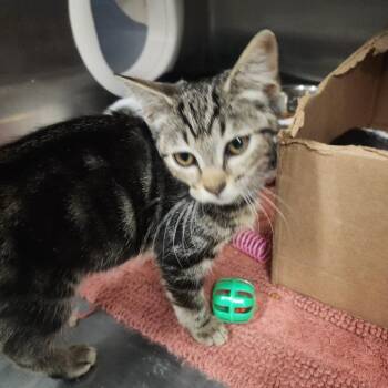 Panini -  Domestic Short Hair Cat for Adoption in Dover, New Hampshire - Panini | PetCurious