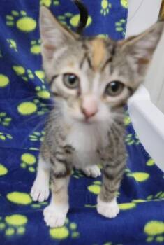 Pine -  Domestic Short Hair Cat for Adoption in Thief River Falls, Minnesota - Pine | PetCurious