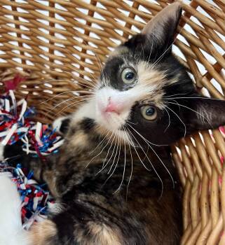 Domestic Short Hair and Calico Cats Available for Adoption in Rocky Hill, Connecticut - Sophie | PetCurious