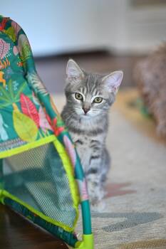 Koko -  Tabby Cat for Adoption in Falmouth, Maine - Koko | PetCurious
