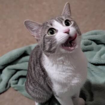 Lil Missy -  Domestic Short Hair Cat for Adoption in Milan, Illinois - Lil Missy | PetCurious