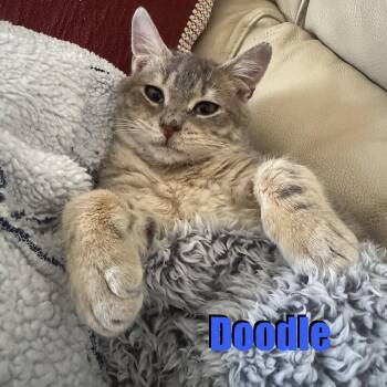 Domestic Short Hair Cats Available for Adoption in Hazlet, New Jersey - Doodle | PetCurious