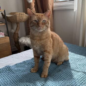 Domestic Short Hair Cats Available for Adoption - Big Orangie | PetCurious