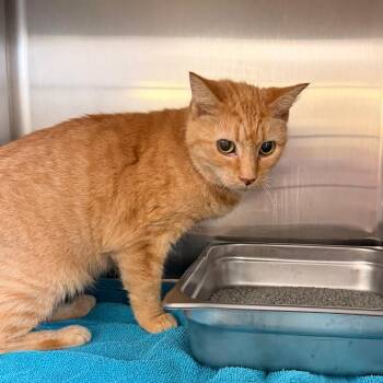 Domestic Short Hair Cats Available for Adoption in Indianapolis, Indiana - Mrs. Terry Crews | PetCurious