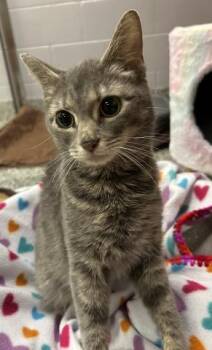 Domestic Short Hair Cats Available for Adoption - BLAIRE | PetCurious
