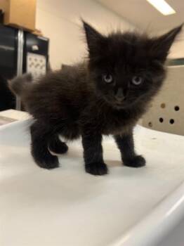 Domestic Short Hair Cats Available for Adoption in Thousand Palms, California - JUNE | PetCurious