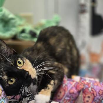 Liberty -  Domestic Short Hair Cat for Adoption in Hartville, Ohio - Liberty | PetCurious