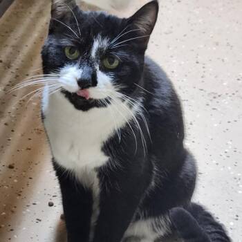 Domestic Short Hair Cats Available for Adoption - Gem | PetCurious