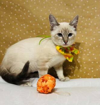 Twinkle -  Domestic Short Hair Cat for Adoption in Groveland, Massachusetts - Twinkle | PetCurious