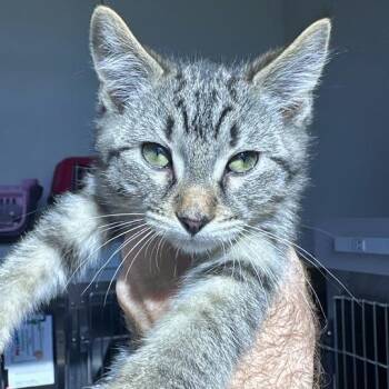 Blueberry Pie -  Domestic Short Hair Cat Available for Adoption in Matteson, Illinois - Blueberry Pie | PetCurious