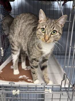 Sophie -  Domestic Short Hair Cat Available for Adoption in West Mifflin, Pennsylvania - Sophie | PetCurious