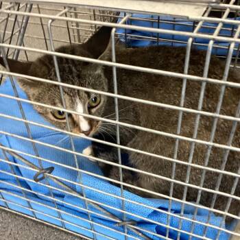 Daisy -  Domestic Short Hair Cat for Adoption in Montgomery, Alabama - Daisy | PetCurious