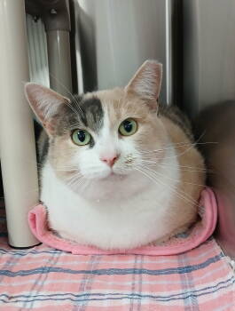 Rescue Dilute Calico and Domestic Short Hair Cats for Adoption in Bay City, Michigan - Rachel | PetCurious